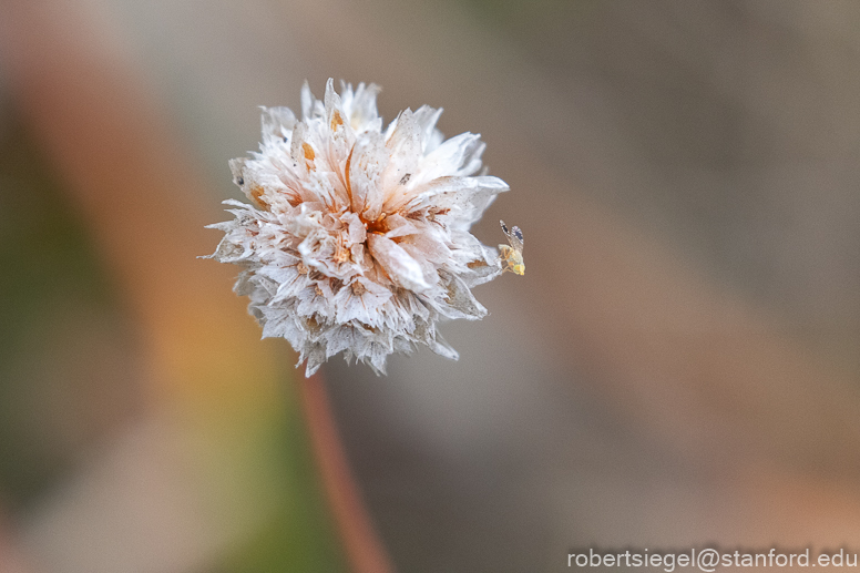 point reyes